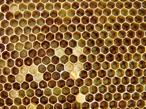 Free Images : pattern, material, circle, invertebrate, design, honeycomb, larvae, the bees ...