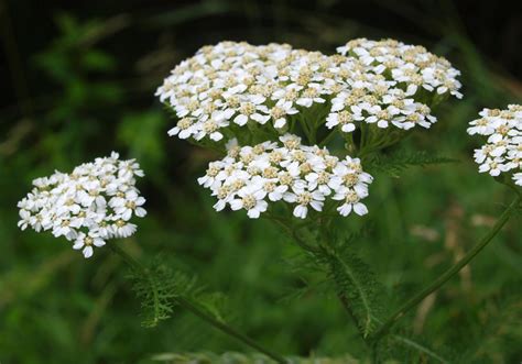 Wild Yarrow Plant