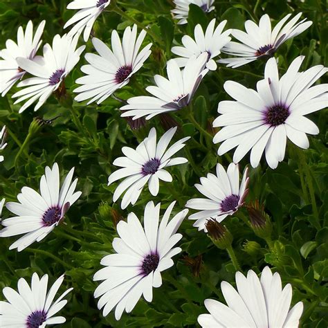 African daisy - RHS | Daisy, Hardy perennials, Cottage garden plants