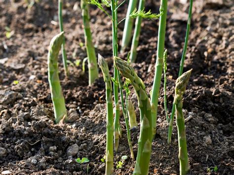 Asparagus Root Diagram