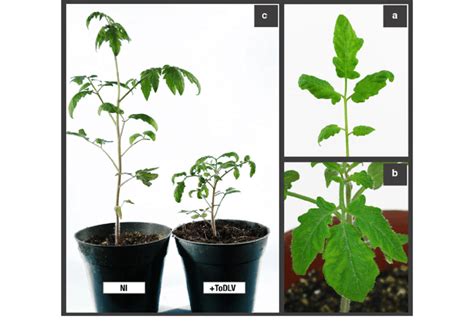 Detail of leaf symptoms of Solanum lycopersicum plants inoculated with... | Download Scientific ...