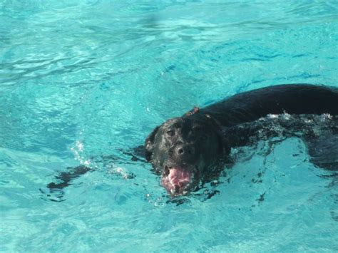 Black lab swimming | Puppies, Black lab, Animals