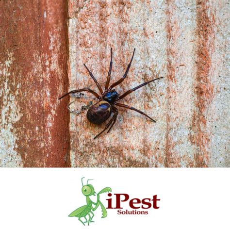 How To Identify The False Black Widow? - San Antonio, College Station ...