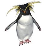 Tokotas: Penguin
