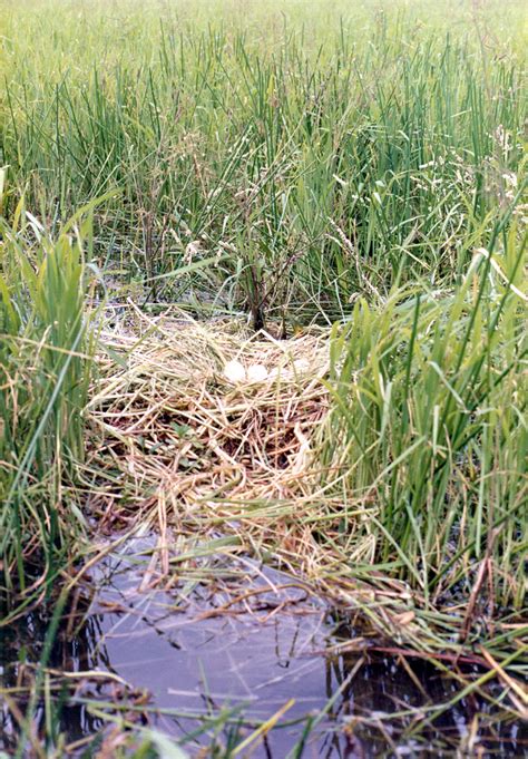 magpie_geese_eggs_wide | Wider shot of the nest showing how … | Flickr