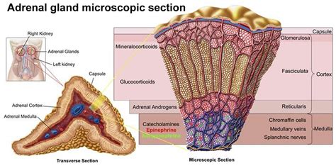 Adrenal glands function, location & disorders like overactive adrenal ...