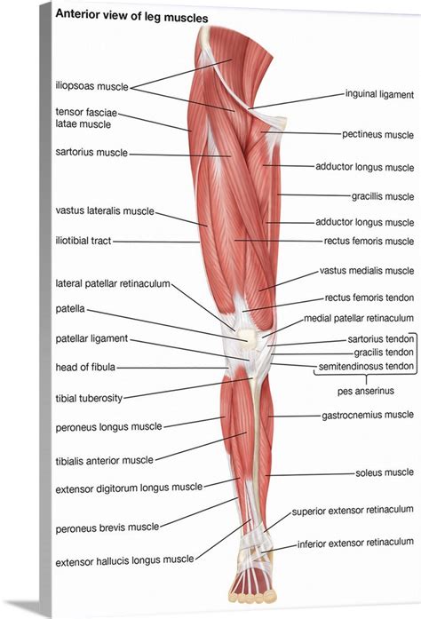 Muscles of the leg - anterior view | Human muscle anatomy, Body muscle ...