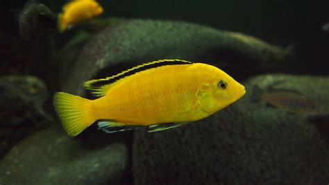 https://cichlidspecies.com/lake-malawi/mbuna/ | Cichlids, Tropical freshwater fish, African cichlids