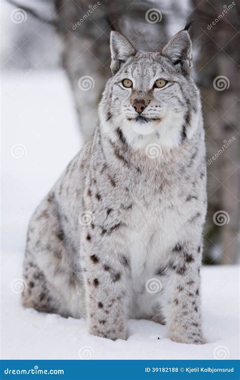 Proud Lynx Cat Sitting In The Snow Stock Photo - Image: 39182188