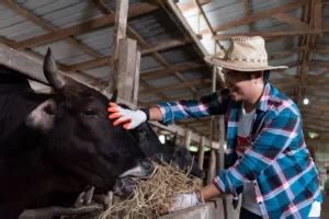 From Farm to Table: A Journey into the Wagyu Beef Industry - Kai Wagyu