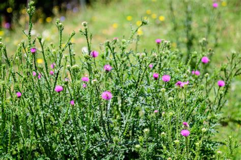 All About Musk Thistle - Minneopa Orchards