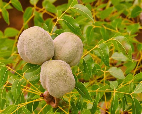 5 Seeds RARE Mahogany Tree Small Fragrant Flowers Rugged Look | Etsy