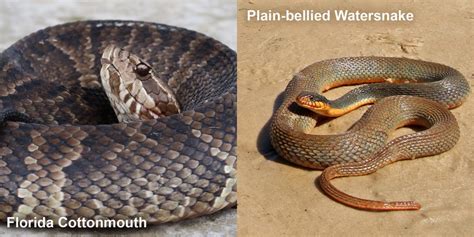 Plain-bellied Watersnake – Florida Snake ID Guide