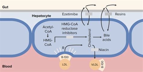 HMG-CoA Reductase Inhibitors – Responsible for Lipid Control