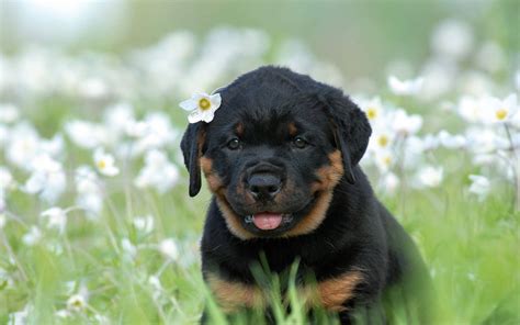 Download Pretty Rottweiler Puppy Wallpaper | Wallpapers.com