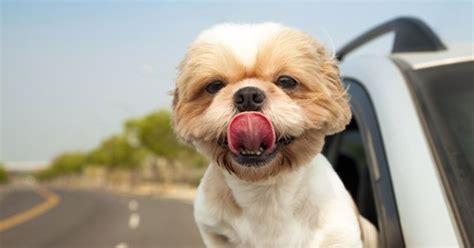 Dog Travel Tips From The Experts - PetGuide | PetGuide