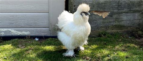 Silkie Chicken - A-Z Animals