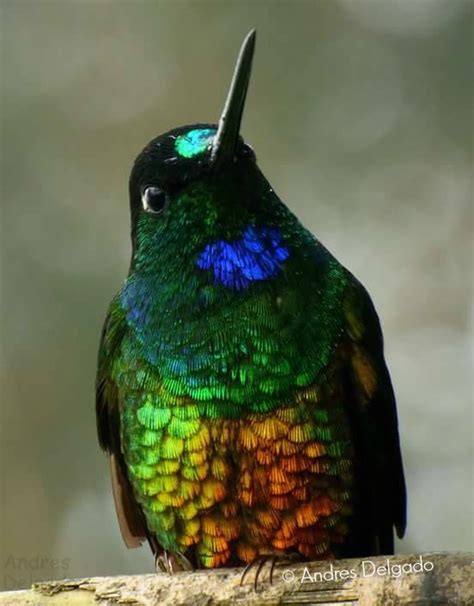 Photo Gallery: Hummingbirds of Colombia | Colombia Travel Blog by See ...