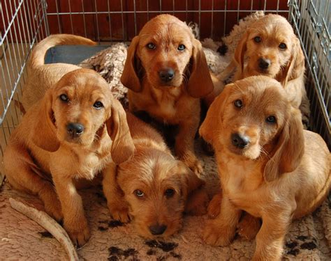 Basset Fauve De Bretagne Puppies KC Reg | Markfield, Leicestershire | Pets4Homes