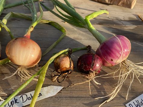 Diversifying Onions: an update on new onion varieties from the 2021 trial.