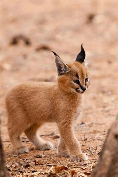 Pin by Anna Wheeler on Animals: Fabulous Felines | Cute baby animals, Cute animals, Caracal kittens