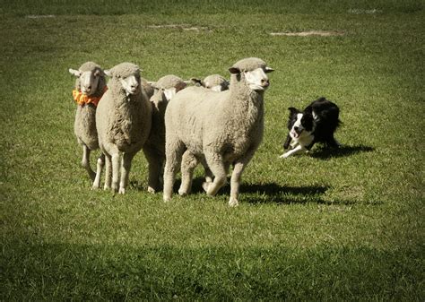 Working Australian Sheepdog Photograph by Daniel Hebard - Fine Art America