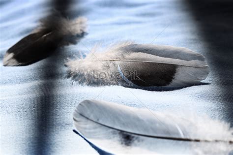 The Three Feathers Picture And HD Photos | Free Download On Lovepik