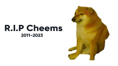 Who Was Cheems, The Meme-Famous Shiba Inu Dog That Recently Passed Away ...