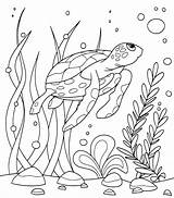 Baby Turtles Coloring Pages  Home sketch template