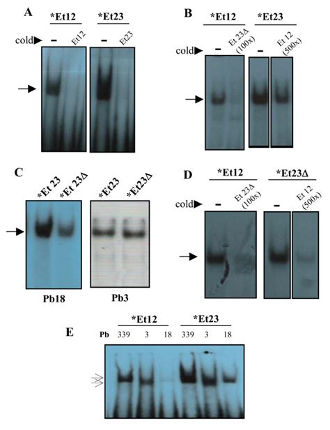 Radioautograms showing EMSA results with radio labeled (*) Et12, Et23,... | Download Scientific ...