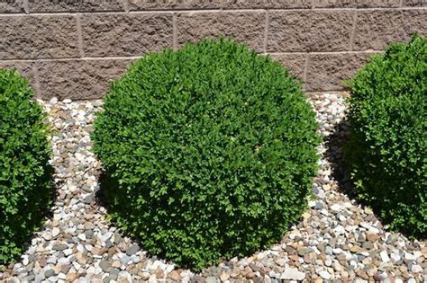 Green Velvet Boxwood is a compact evergreen shrub. This plant does well in sunny conditions ...