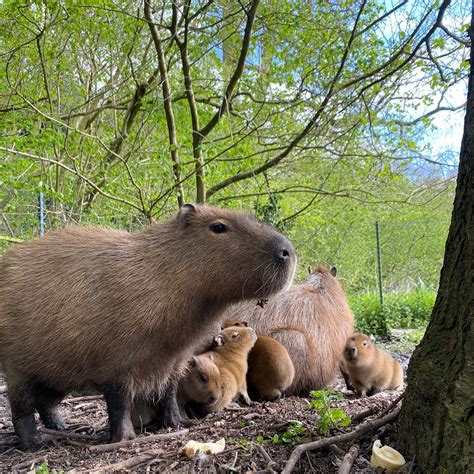 Exciting News: Capybara Pups Born at the Wildlife Park