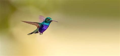 Discover Hummingbird Migration Patterns and Timing