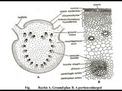 Cycas, anatomy of rachis and leaflet - YouTube