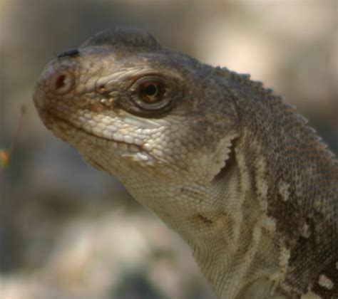 Cannundrums: Desert Iguana