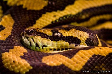 vibora Snakes, Python, Carpet, Passion, Yellow, Animal Kingdom ...