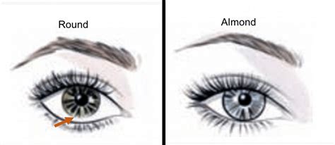 Round vs. almond shape. | Download Scientific Diagram