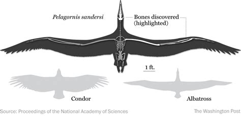 Giant Fossil Bird: Unearthed Remains of the Largest Avian Creature