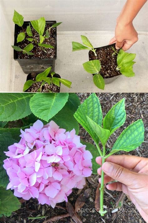 Instruction on growing hydrangea from cuttings – Artofit