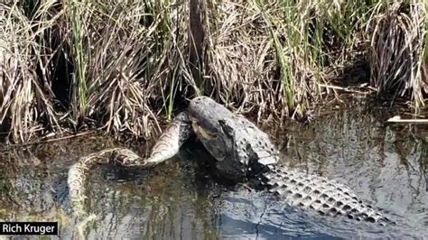 CAUGHT ON CAMERA: Gator vs Python In Florida Everglades - Breaking911