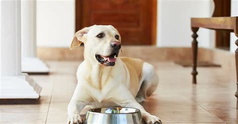 Top 10 Best Senior Dog Foods for Small Breeds in the UK - Dog World