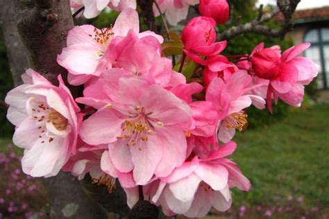 'pink fruit tree blossoms 1' on skitterphoto