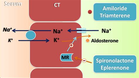 Potassium sparing diuretics – Mechanism and actions