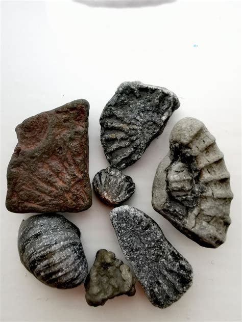 🔥 Fossils from the Jurassic coast : r/NatureIsFuckingLit