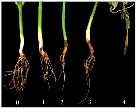 Agronomy | Free Full-Text | Biodiversity of Rhizoctonia solani in Phaseolus vulgaris Seeds in ...