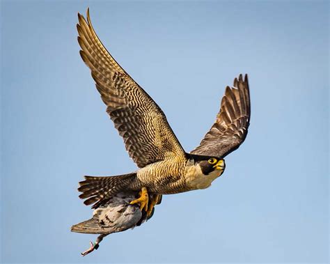 Peregrine Falcon - (Facts + Habitat + Diet) - Science4Fun