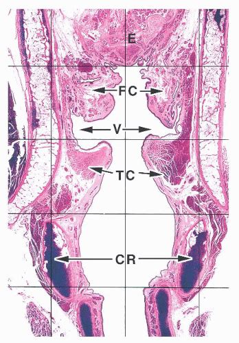 Larynx | Basicmedical Key