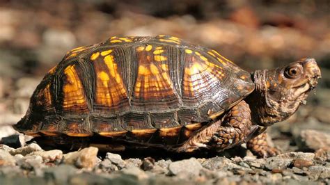 5 Interesting Species of Land Turtles