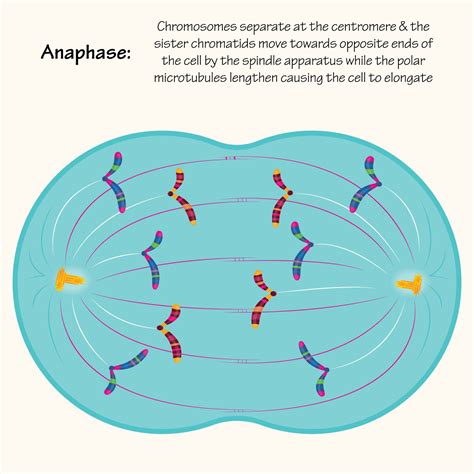 Anaphase of mitosis 11972454 Vector Art at Vecteezy