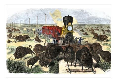 Print of Buffalo killed from a train on the Great Plains in 2021 | Train pictures, Wind pictures ...